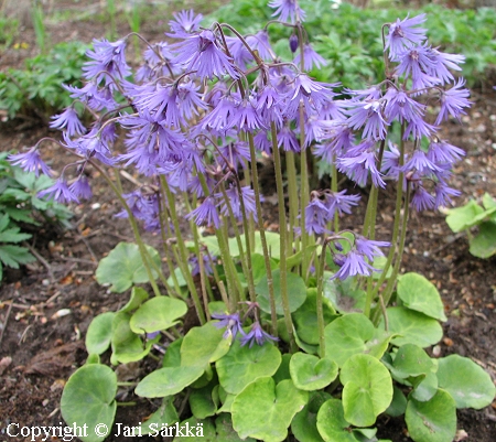 Soldanella montana, metsäalppikello